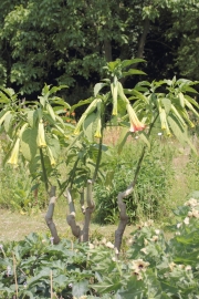 Engelstrompete (Brugmansia arborea) 
