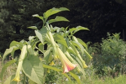 Engelstrompete (Brugmansia arborea) 