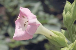 Virginischer Tabak (Nicotiana tabacum) 