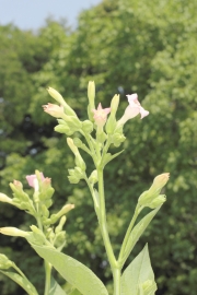 Virginischer Tabak (Nicotiana tabacum) 
