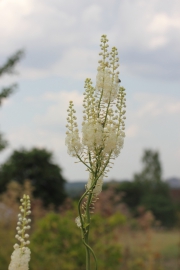 Trauben-Silberkerze (Actaea racemosa)