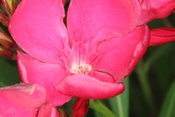 Oleander (Nerium oleander)  - Blte