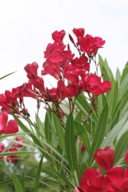 Oleander (Nerium oleander)  - Bltenstand