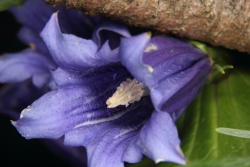 Schwalbenwurz-Enzian (Gentiana asclepiadea)