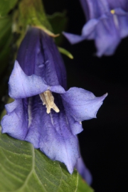 Schwalbenwurz-Enzian (Gentiana asclepiadea) - Blte