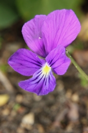 Violettes Galmei-Veilchen (Viola guestphalica) 