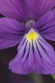 Violettes Galmei-Veilchen (Viola guestphalica)  - Blte mit Pollenmal