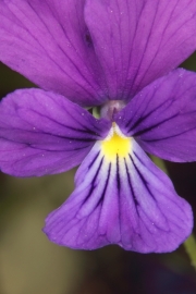 Violettes Galmei-Veilchen (Viola guestphalica) 