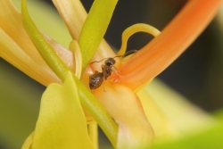 Kahili-Ingwer (Hedychium gardnerianum) 