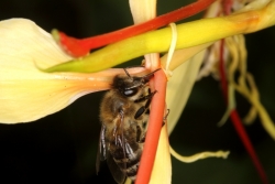 Kahili-Ingwer (Hedychium gardnerianum) Blte mit Honigbiene (Apis mellifera)