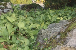 Fieberklee (Menyanthes trifoliata) - Bltter