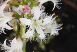 Fieberklee (Menyanthes trifoliata) - Blte