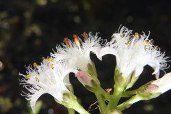 Fieberklee (Menyanthes trifoliata) - Bltenstand
