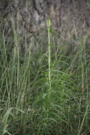 Feuerlilie (Lilium bulbiferum)
