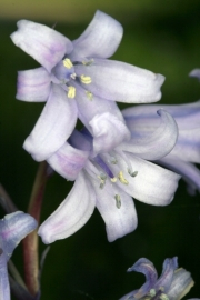Spanisches Hasenglckchen (Hyacinthoides hispanica) 