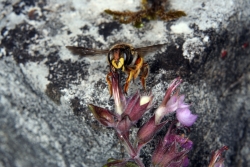 Echter Gamander (Teucrium chamaedrys)  mit Wollbiene