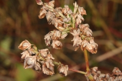 Buchweizen (Fagopyrum esculentum)