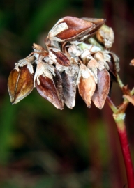 Buchweizen (Fagopyrum esculentum) - Samen