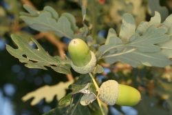 Stiel-Eiche (Quercus robur) - Fruchtstand