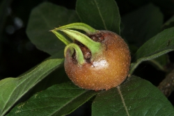 Mispel (Mespilus germanica) - Frucht