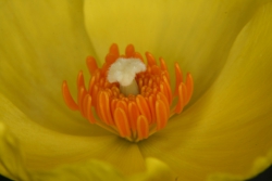 Mexikanische Tulpenmohn (Hunnemannia fumariifolia)