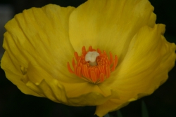 Mexikanische Tulpenmohn (Hunnemannia fumariifolia)