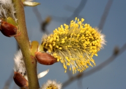 Weide (Salix spec.), mnnlicher Bltenstand