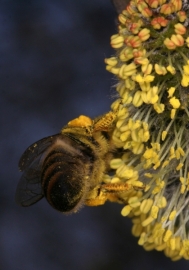 Weide mit Honigbiene beim Pollensammeln