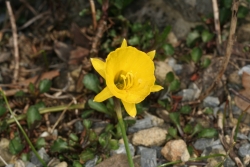 Reifrock-Narzisse (Narcissus bulbocodium)