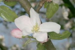 Apfel (Malus domestica) 