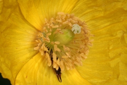 gelber Mohn (Papaver luteum)