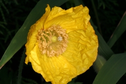 gelber Mohn (Papaver luteum)