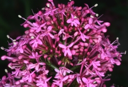 Rote Spornblume (Centranthus ruber) - Bltenstand