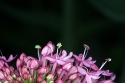 Rote Spornblume (Centranthus ruber)