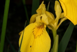 Sumpfschwertlilie (Iris pseudoacorus)
