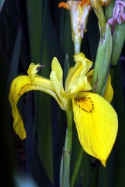Sumpfschwertlilie (Iris pseudoacorus)