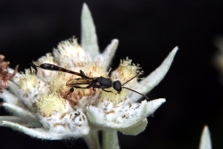 Edelwei (Leontopodium alpinum)