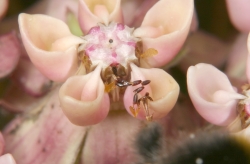 Gewhnliche Seidenpflanze (Asclepias syriaca) 