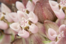 Gewhnliche Seidenpflanze (Asclepias syriaca) 