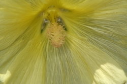 Feigenblttrige Stockrose (Alcea ficifolia)