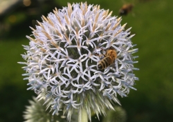 Griechische Kugeldistel (Echinops ritro)