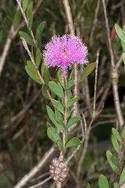Myrtenheide (Melaleuca nesophila) 
