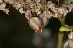 Buchweizen (Fagopyrum esculentum)  - Fruchtstand