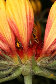 Kokardenblume (gaillardia grandiflora)