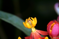 Curaao-Seidenpflanze (Asclepias curassavica)
