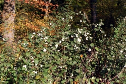 Gewhnliche Schneebeere (Symphorcarpos albus)