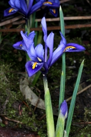 Zwergschwertlilie (Iris reticulata)