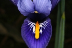 Zwergschwertlilie (Iris reticulata)