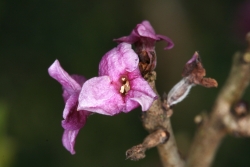 Seidelbast (Daphne mezereum)