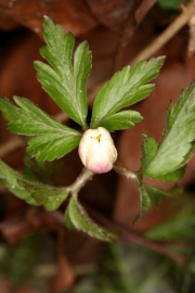 Busch-Windrschen (Anemone nemorosa)
